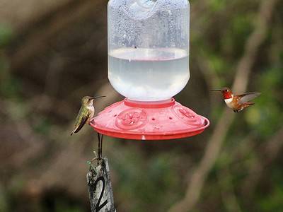A How Often You Should Change Out Hummingbird Sugar Water