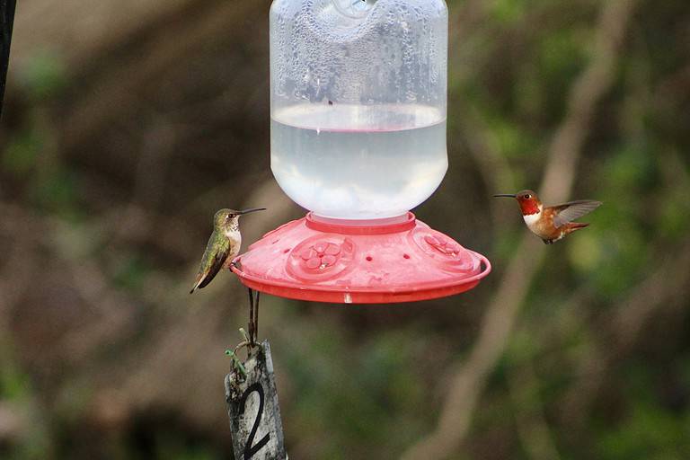 Hummingbird Feeder