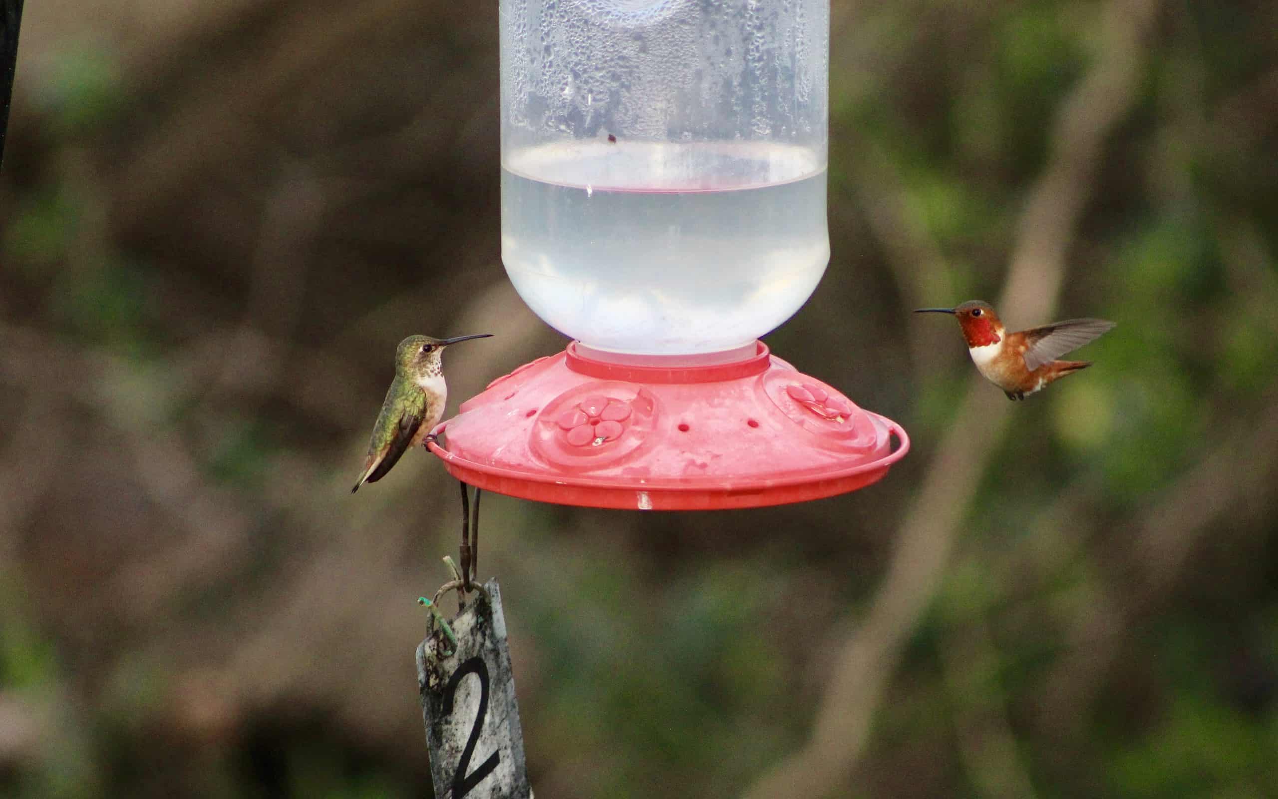 See the Amazing Slo-Motion Footage of a Hummingbird Floating in Mid-Air ...