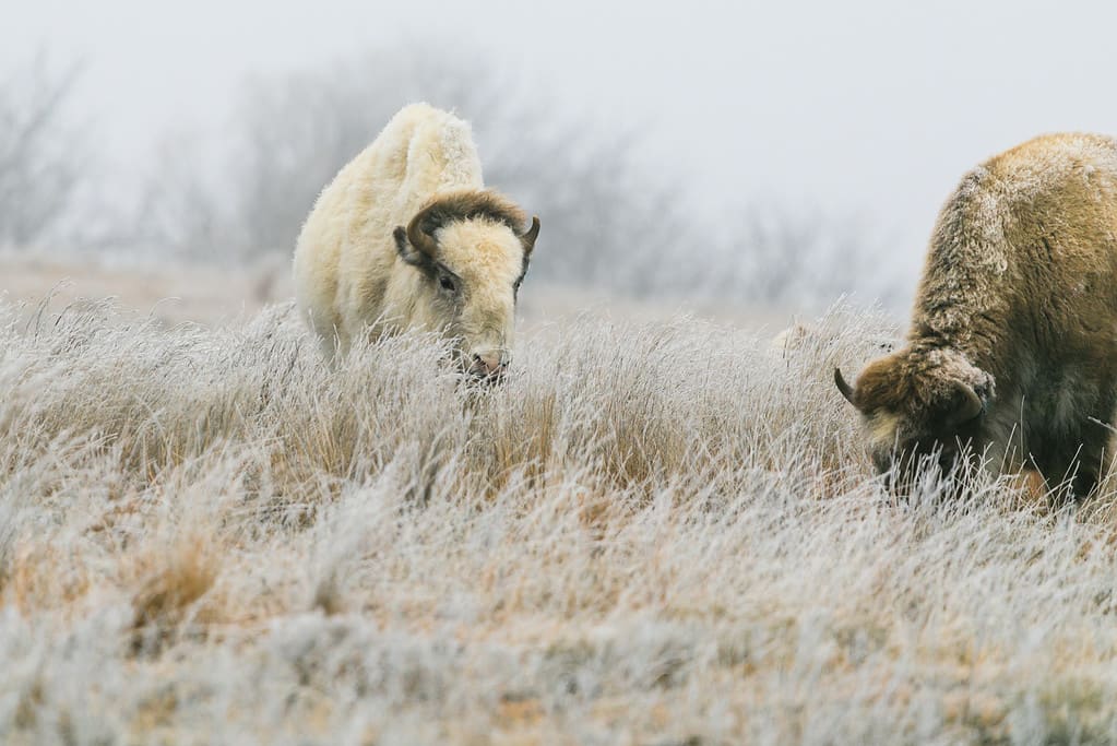 A white bison grazes with its heard in Lake Scott State Park, Kansas Februaru 2019