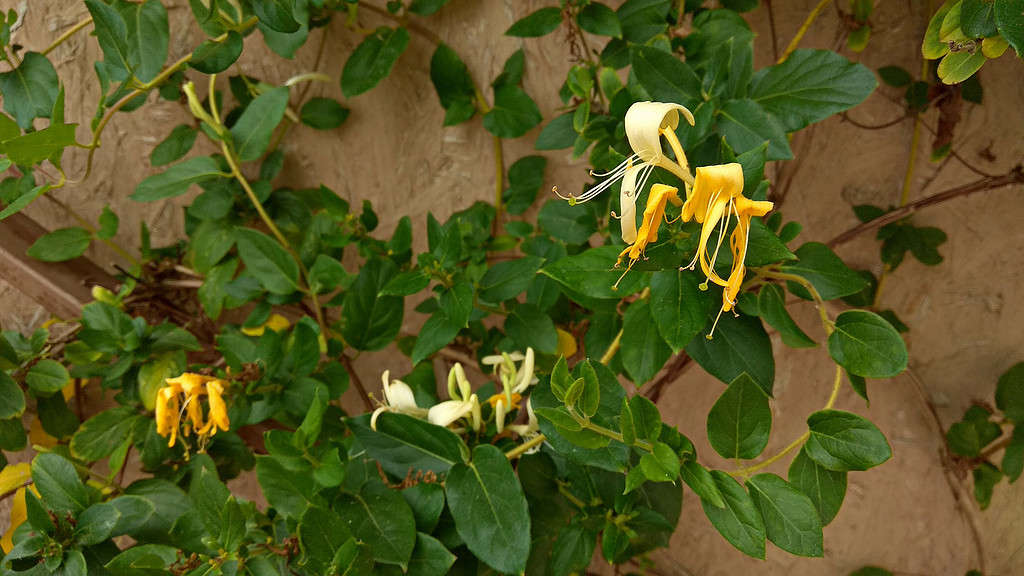 "Hall's Prolific" ("Halliana") honeysuckle bloom. Flowering Japanese honeysuckle along brown-beige wall. Woodbine flower stages.