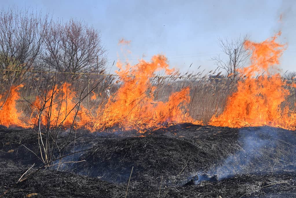 Fire on a plot of dry grass, burning of dry grass and reeds