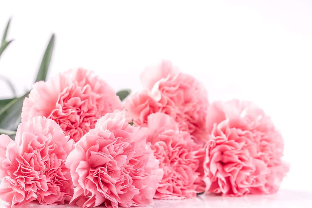 Discover 6 the Different Colors Of Carnations (and What Each Means) - A ...