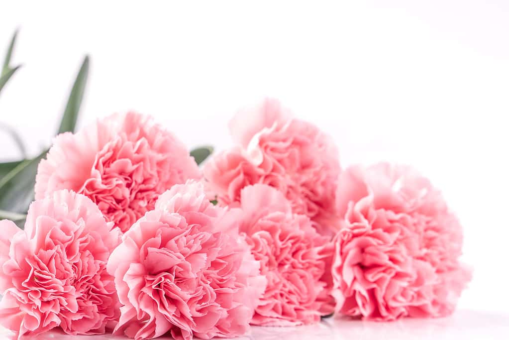 Top view front, copy space, close up, mock up, clipping path. Mothers day concept design. Beautiful fresh blooming baby pink color carnations isolated on bright white background.