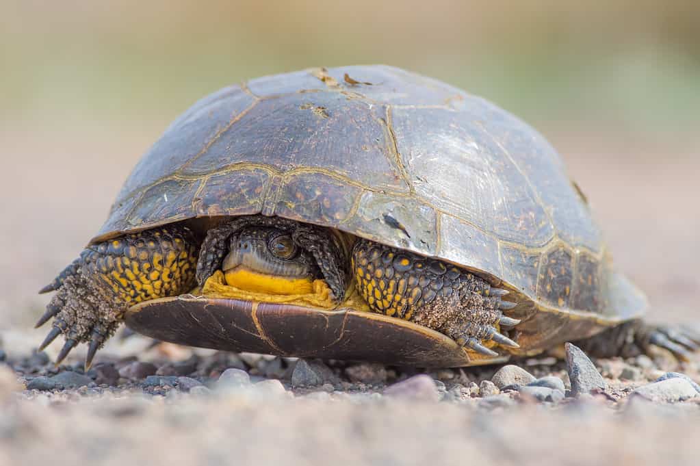 Blanding's Turtle on a dirt rural road in the Fish Lake Wildlife Area in Northern Wisconsin
