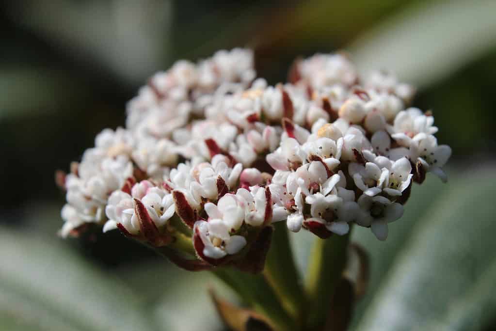 Viburnum davidii flowers, extreme close up