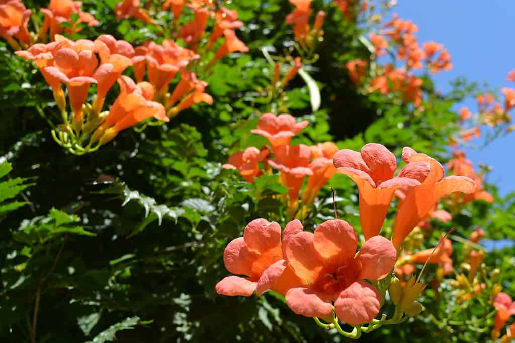 Bright, saturated blue sky with orange flowers, a bush of campsis with bright green leaves in the daytime.