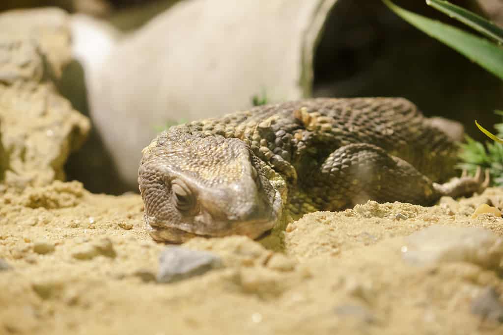 Savannah Monitor in a zoo enclosure