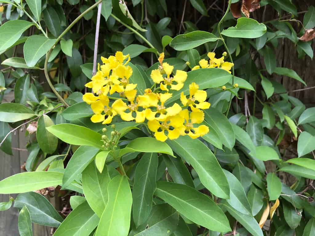 Yellow flowers on green butterfly vine