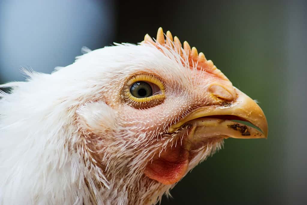 chicken head in profile view