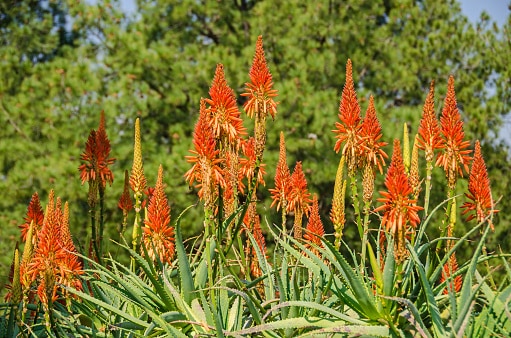 Typical inflorescence of the bitter aloe  in Pretoria, South Africa