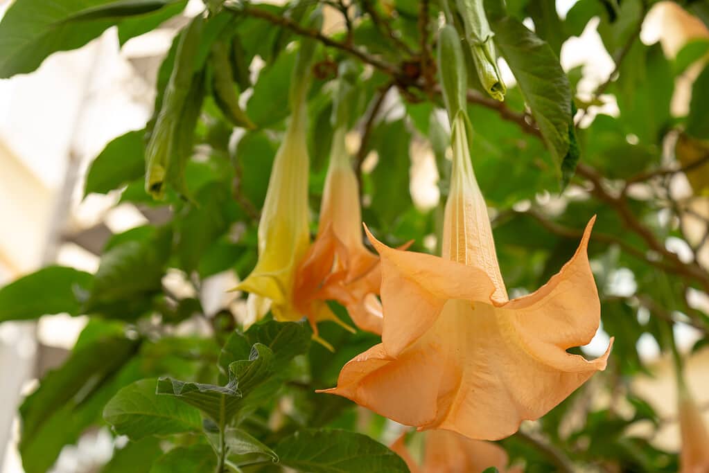 Angels Trumpets, Datura, Solanaceae, Brugmansia, the large, fragrant flowers give them their common name of angel's trumpets, a name sometimes used for the closely related genus Datura