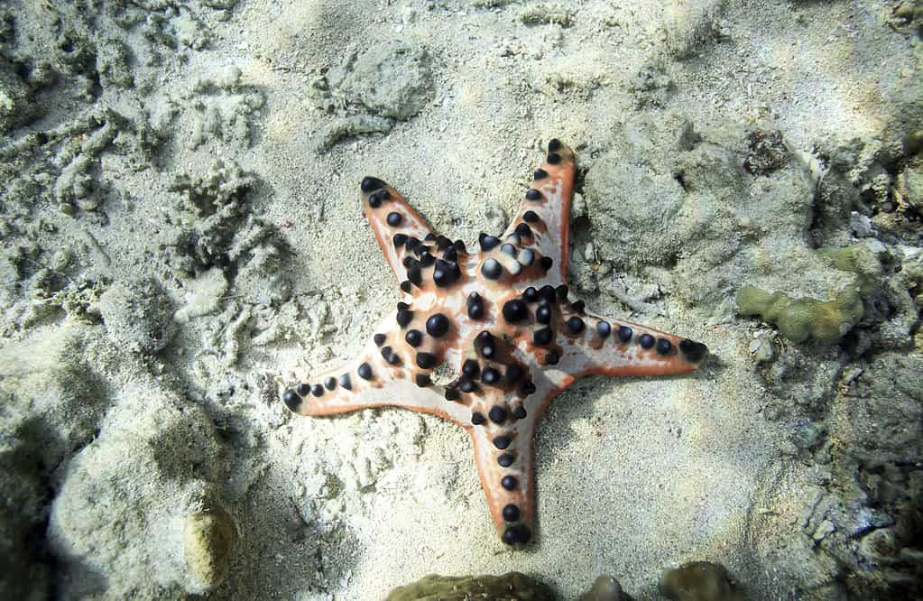 Chocolate Chip Sea Star on ocean floor