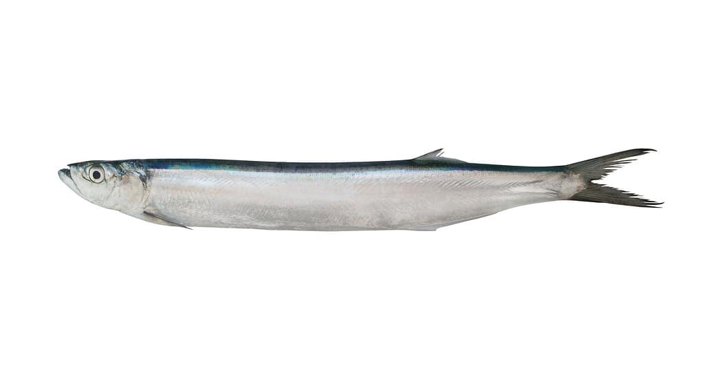Dorab wolf herring fish isolated