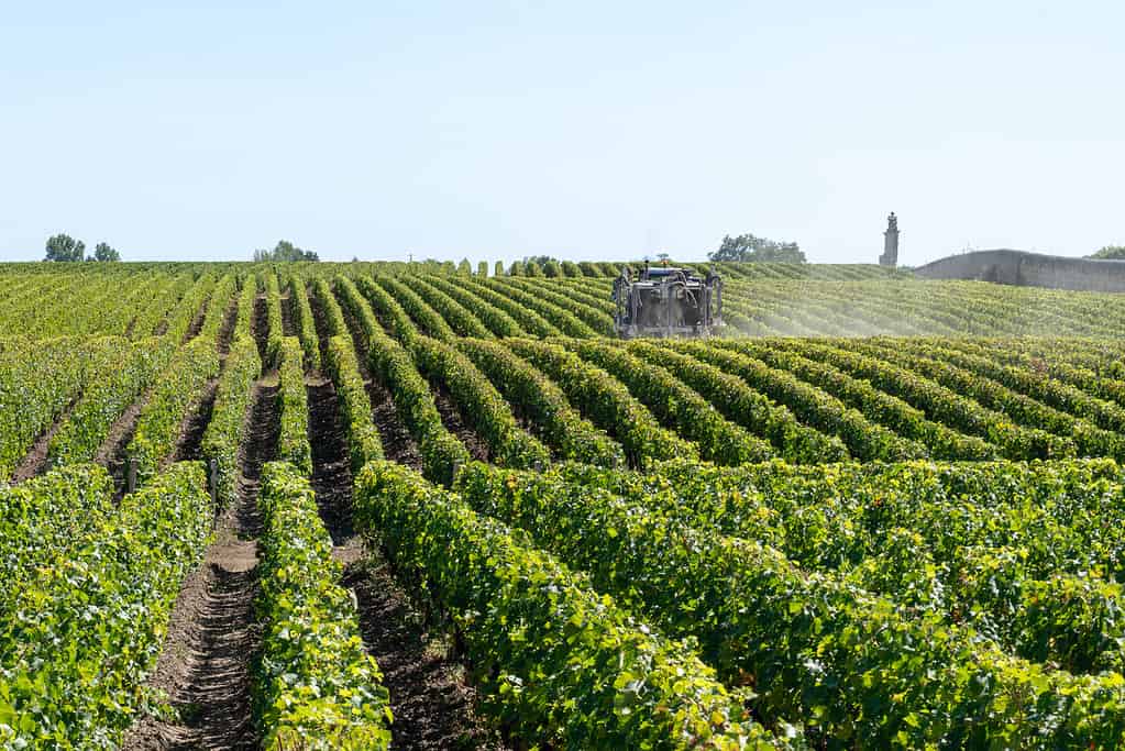 Grape vines at Château Margaux in the Bordeaux wine Médoc