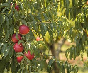 Discover When Nectarines Are in Peak Season and Where They Grow Picture