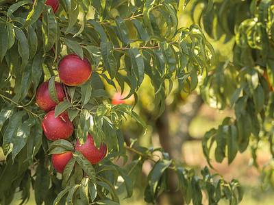 A The 11 Best Fruit Trees That Grow in Michigan