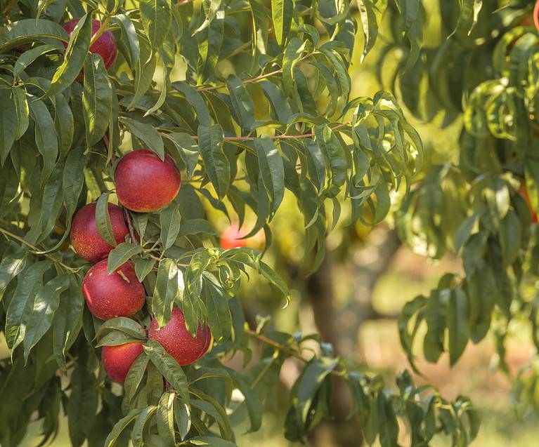 Natural red nectarines in the garden ready for harvest