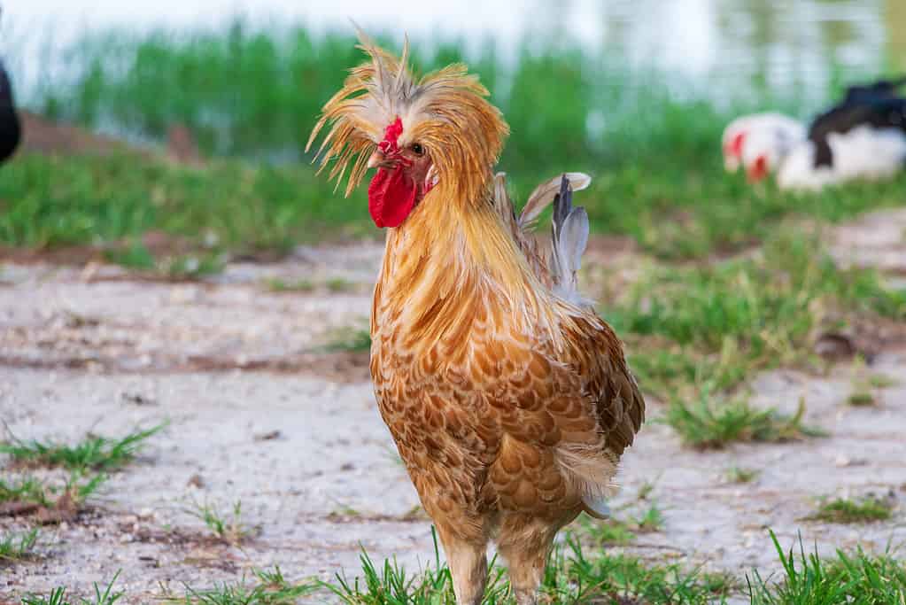 Buff Laced Polish chicken with crest of feathers - Davie, Florida, USA