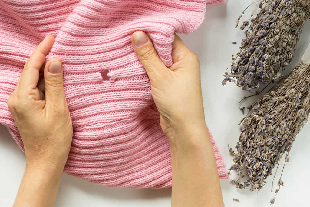 Woman hands holding the knitted thing with hole made by mole and bunch of lavender