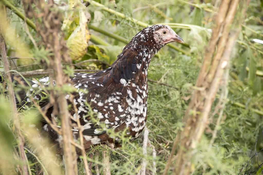 Speckled Sussex Chicken