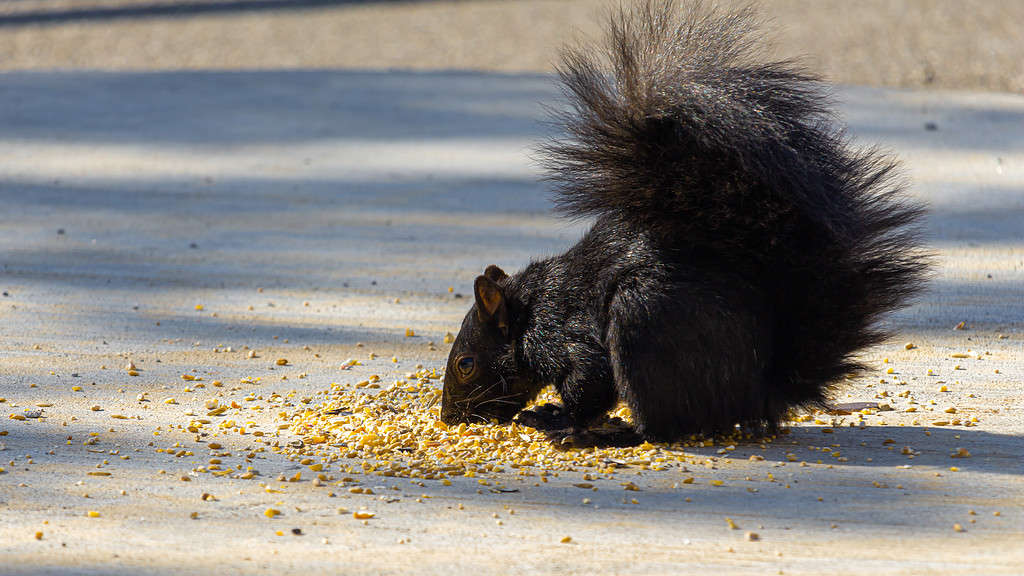 A Black Squirrel Eats Birdseed Off Concrete