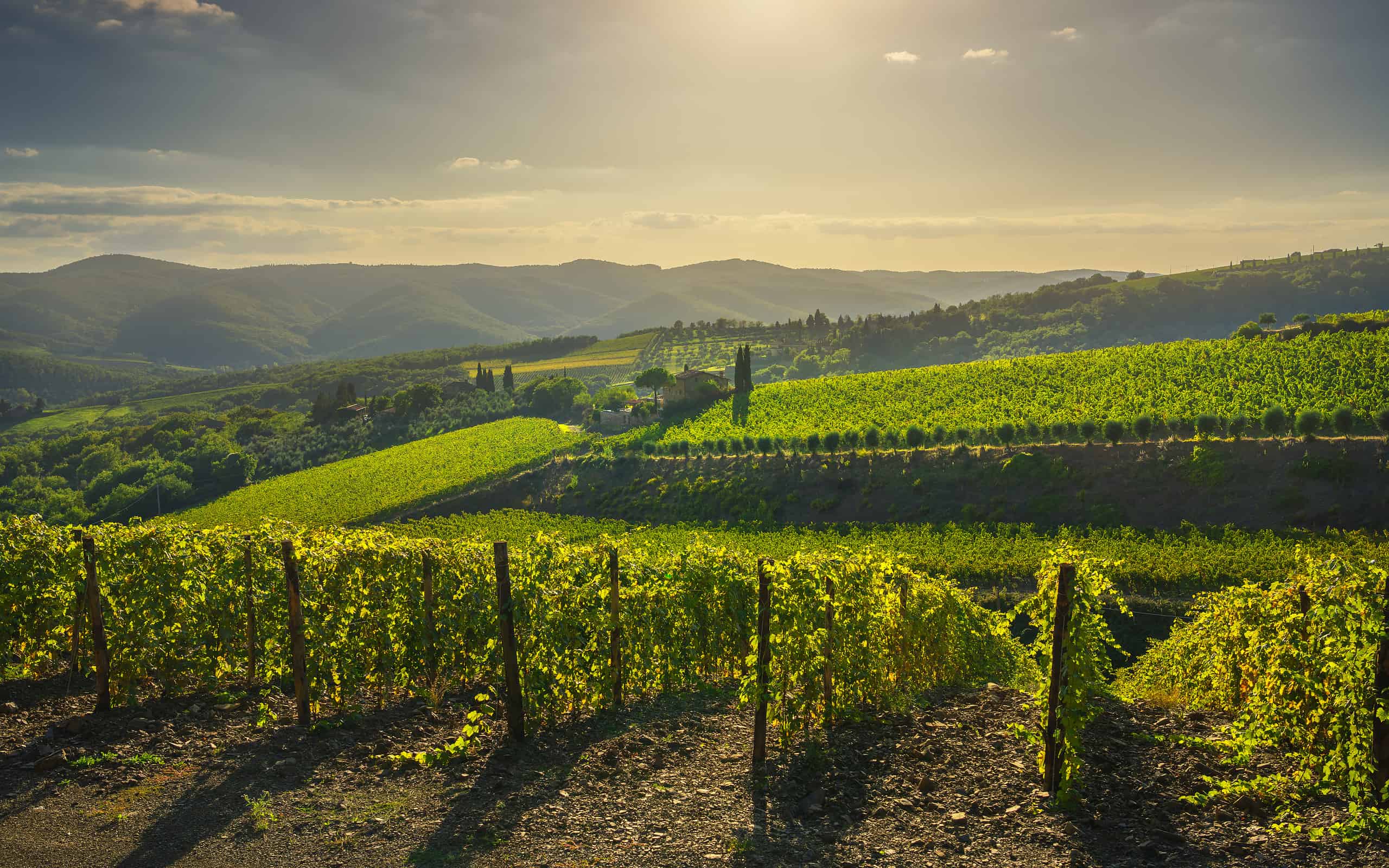 Radda in Chianti vineyard and panorama at sunset. Tuscany, Italy