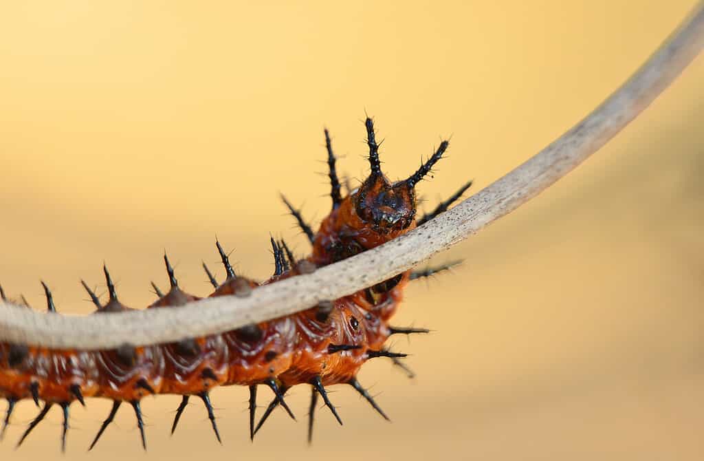 Macro Gulf Fritillary Caterpillar Swing