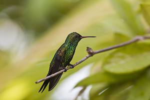 Hummingbirds in Georgia: 12 Types and the Plants They Love Picture