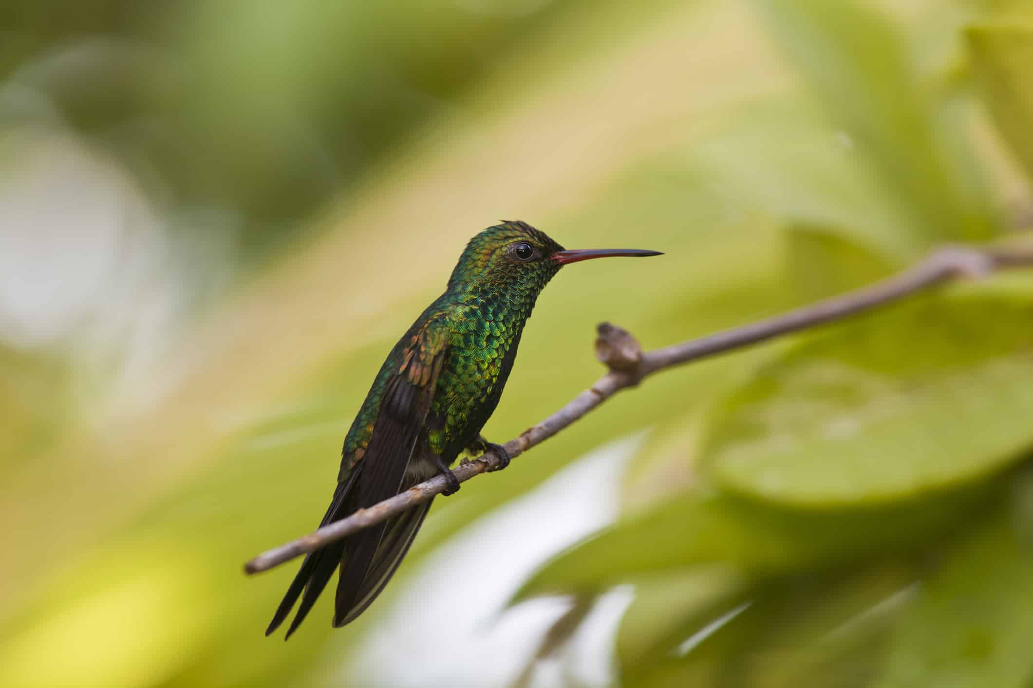 Green-breasted Mango (Anthracothorax prevostii) hummingbird