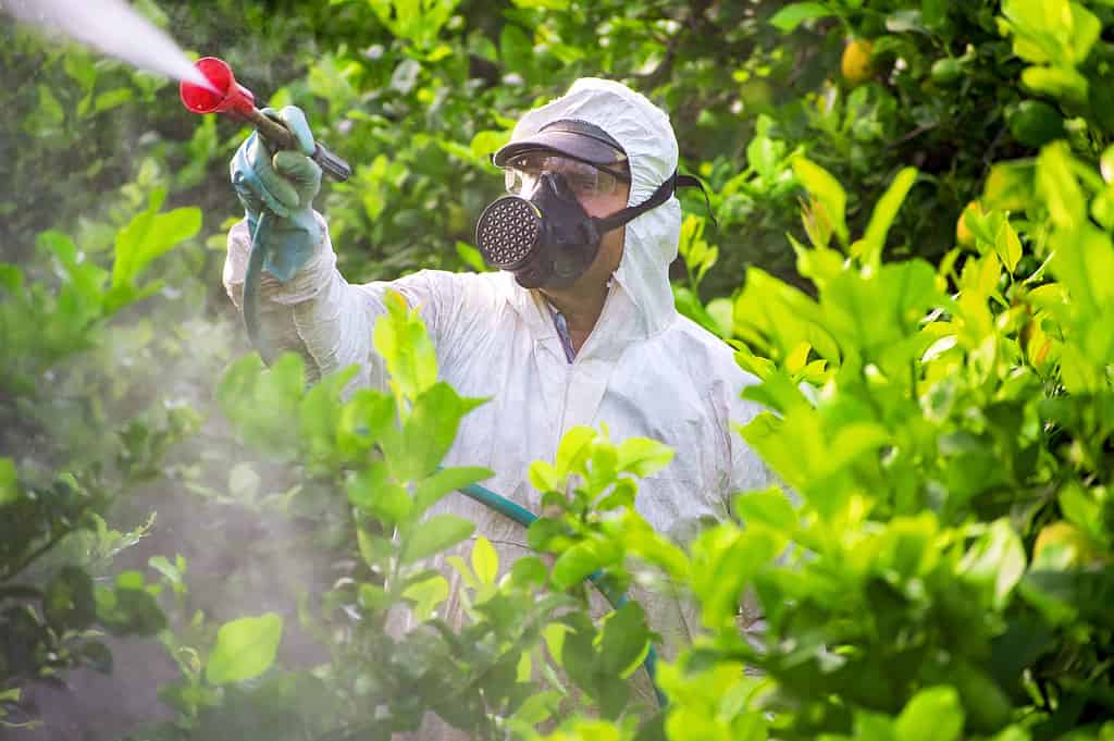 Tractor spraying pesticide and insecticide on lemon plantation in Spain. Weed insecticide fumigation. Organic ecological agriculture. A sprayer machine, trailed by tractor spray herbicide.