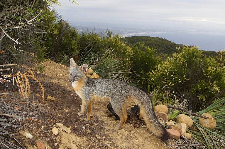 Gray Fox