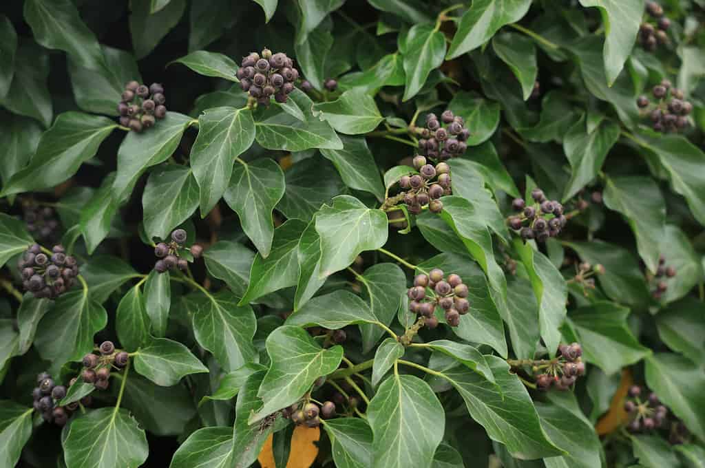 Winter Foliage, Black Berries of an Evergreen Sweet Box Shrub (Sarcococca hookeriana var. digyna 'Purple Stem')