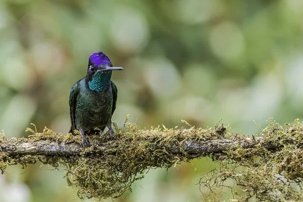 Rivoli's hummingbird (Eugenes fulgens) is a large hummingbird is also called the magnificent hummingbird and found in Costa Rica