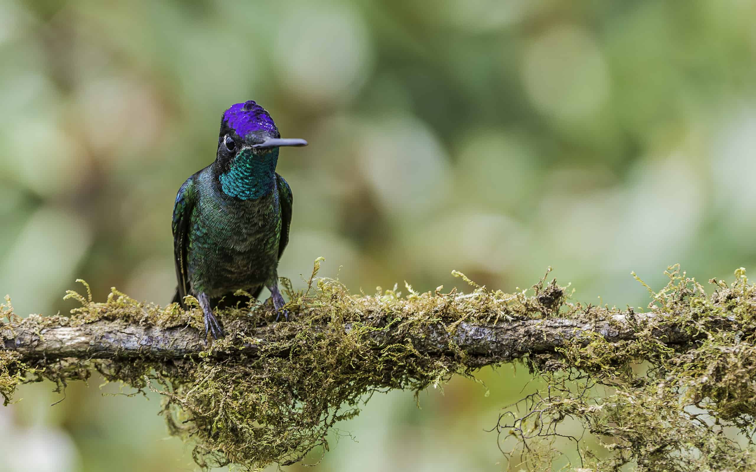 Rivoli's hummingbird (Eugenes fulgens) is a large hummingbird is also called the magnificent hummingbird and found in Costa Rica