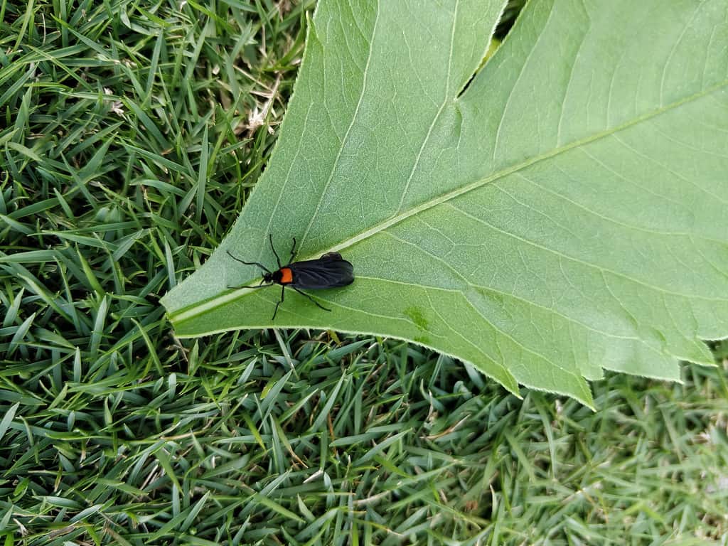 The love bug(plecia nearctica) is a species of March fly. It is also known as the honeymoon fly or double-headed bug.