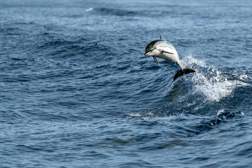 striped Dolphins while jumping in the deep blue sea