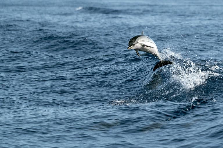 striped Dolphins while jumping in the deep blue sea