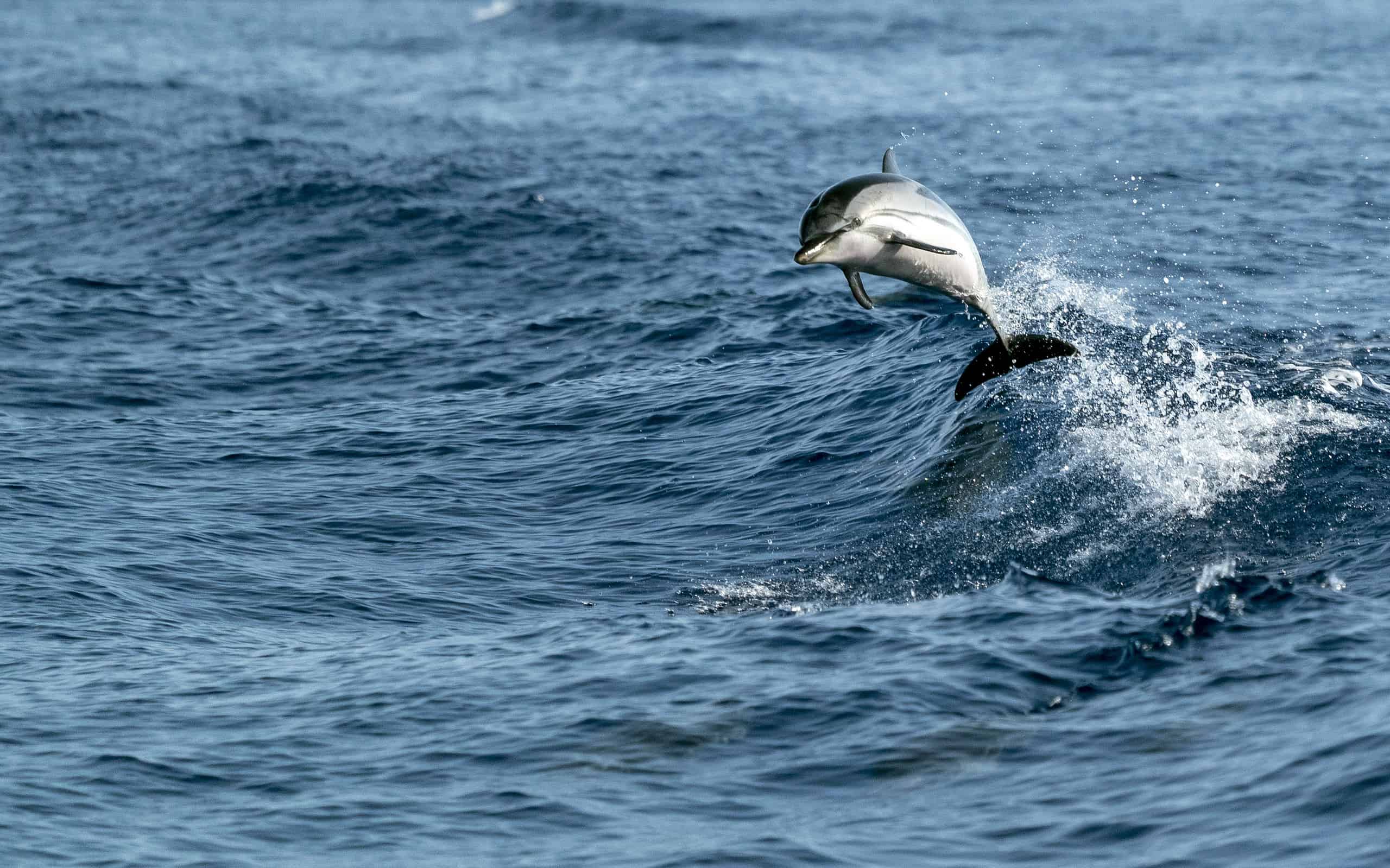 striped Dolphins while jumping in the deep blue sea