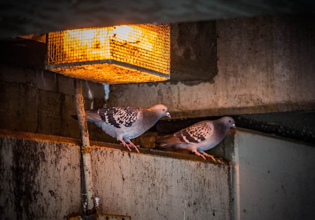 Pigeons under bridge