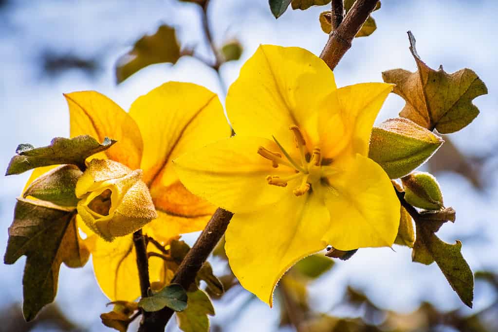 Close up of California Flannelbush (Fremontodendron californicum) flower in spring, California
