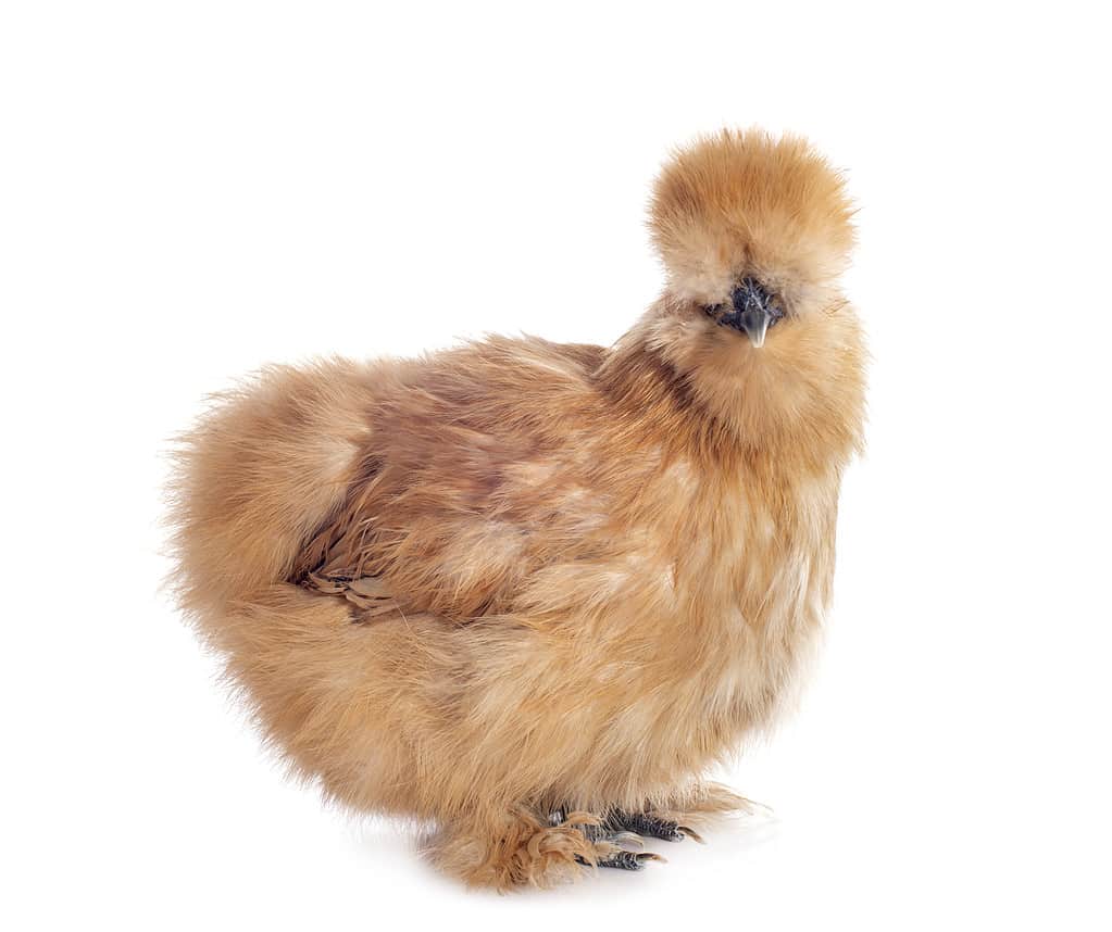 A small bantam silkie