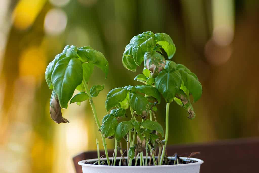 diseased basil