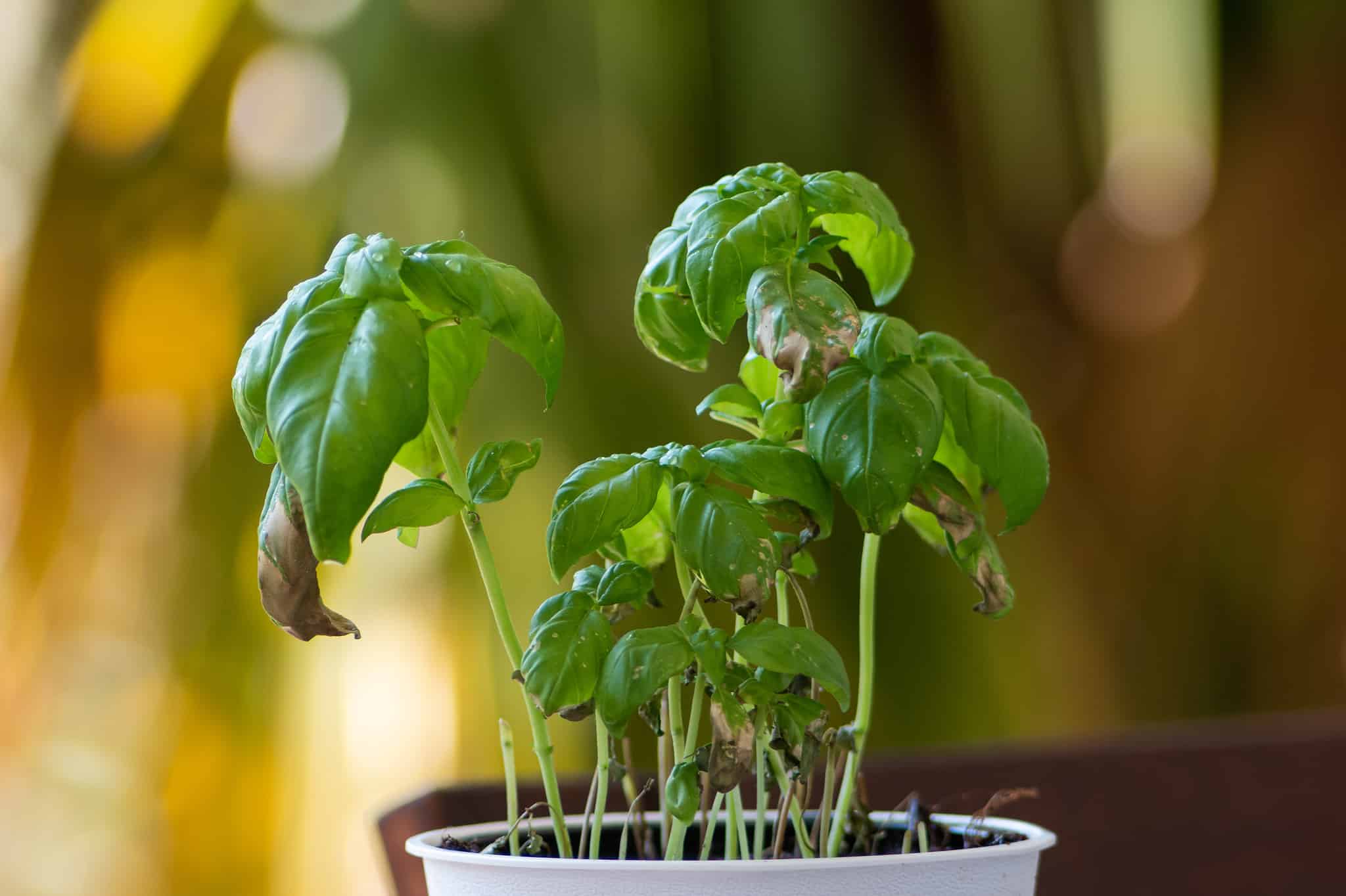 Can Basil Survive Winter? 8 Tips for Keeping Your Favorite Herb Alive ...