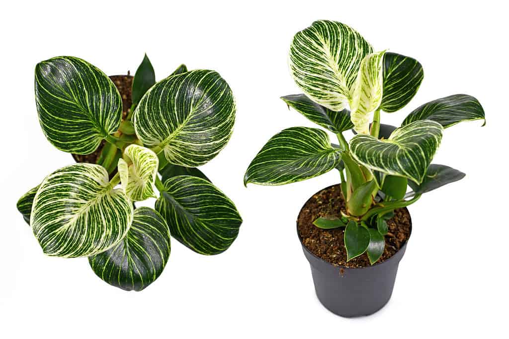 Different views of tropical 'Philodendron Birkin' house plant with white stripes on dark green leaves on white background