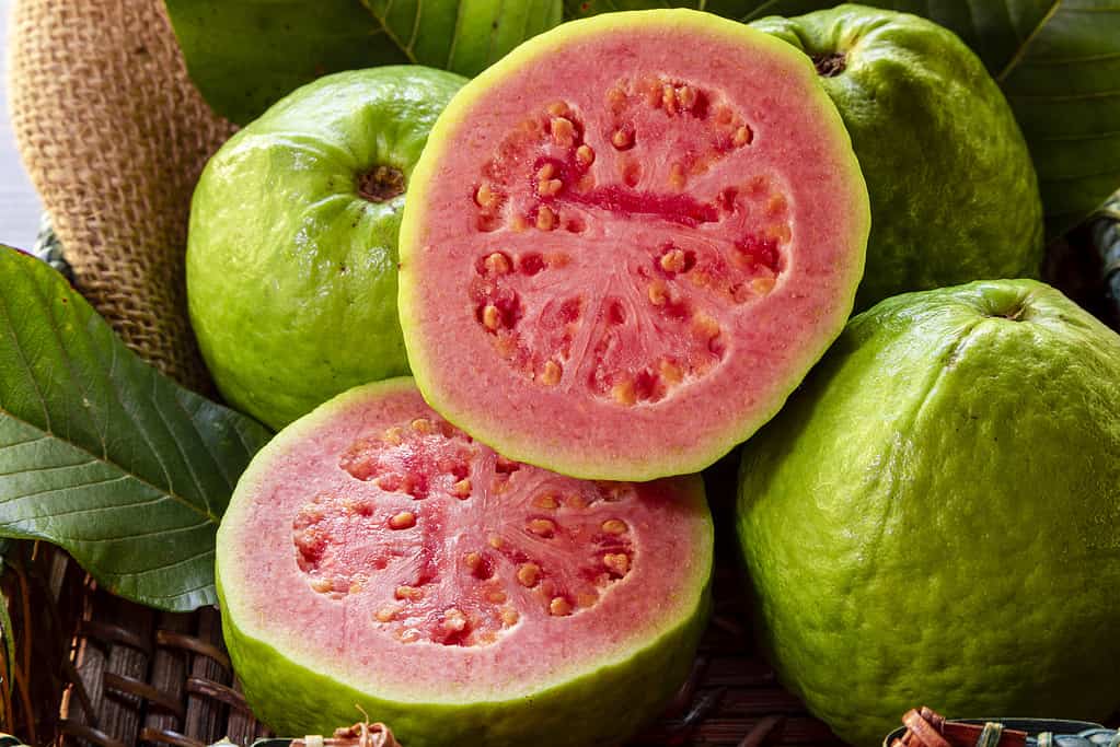 Closeup of a red guava cut in half, in the background several guavas and green leaf.