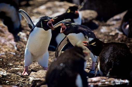 Two Southern Rockhopper Penguin Fighting In Nest In Falkland Islands