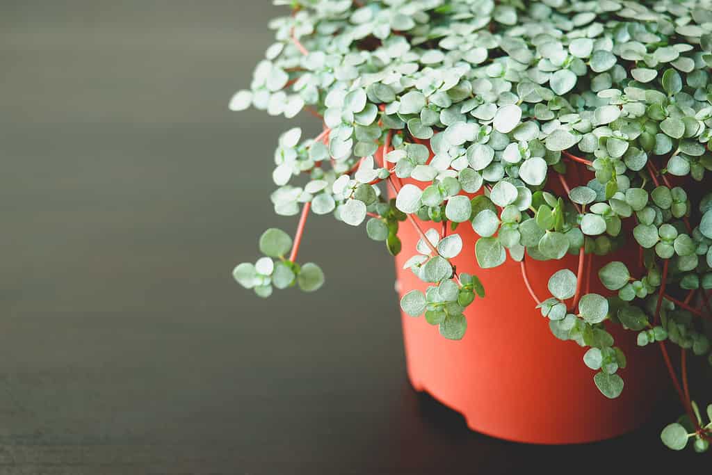 Pilea Glauca, plant, home, decor. Home plant Pilea Glauca on a dark background. Beautiful plant for home and balcony. Scandinavian design and concept.