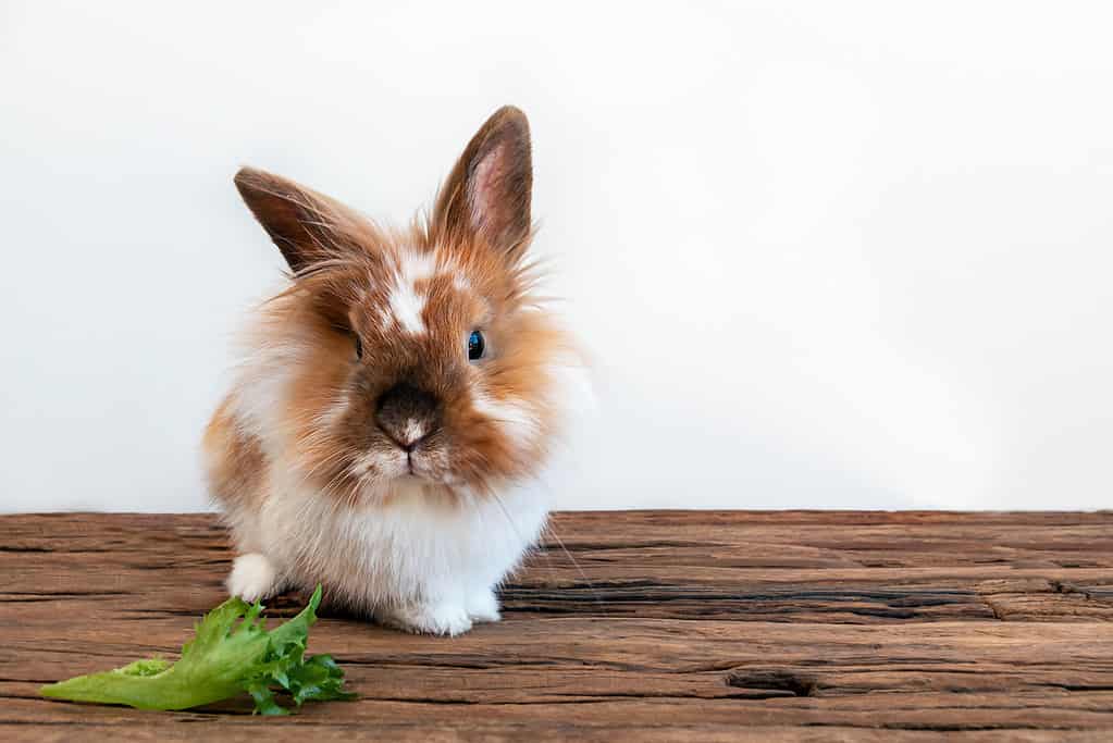 Lovely rabbit eats a leaf of lettuce on a wooden background.