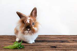 This Is How Long Rabbits Can Go without Eating, and When It’s Dangerous Picture